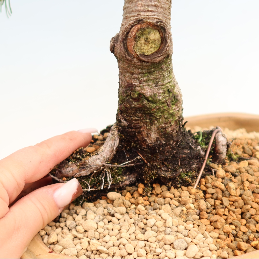 Venkovní bonsai - Pinus mugo Humpy  - Borovice kleč
