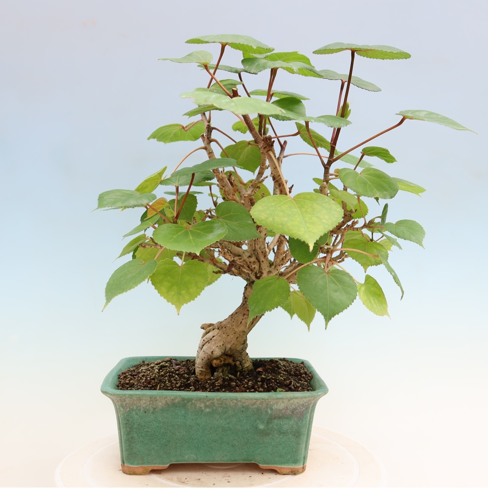Pokojová bonsai - Hibiscus tiliaceus - Ibišek lípovitý, morský