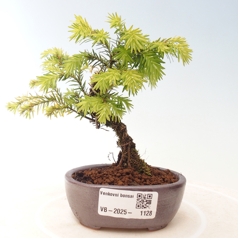 Venkovní bonsai - Tsuga canadensis - Jedlovec