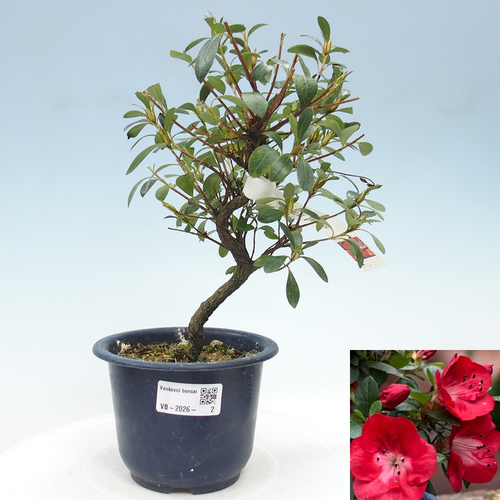 Venkovní bonsai - Japonská azalka - Azalea Benibeni
