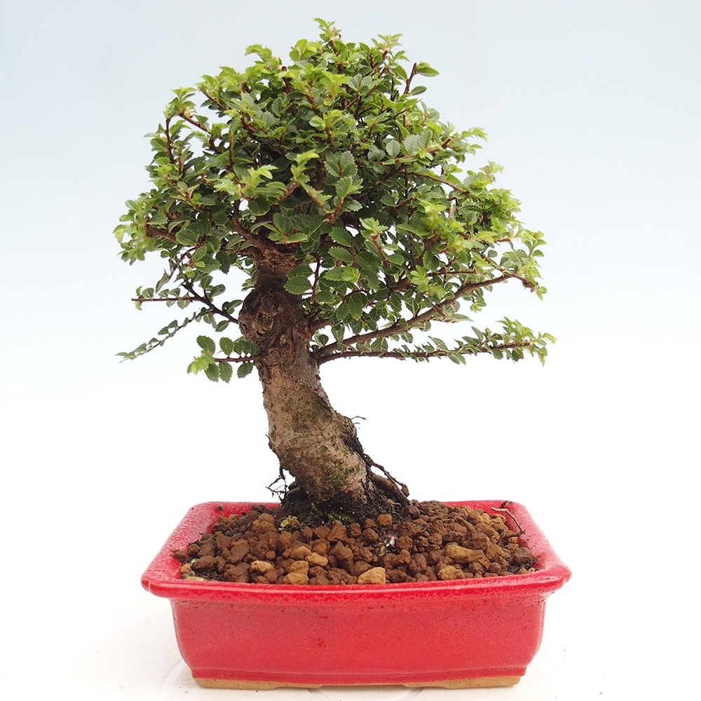 Venkovní bonsai - Ulmus parvifolia Hokkaido - jilm Čínský