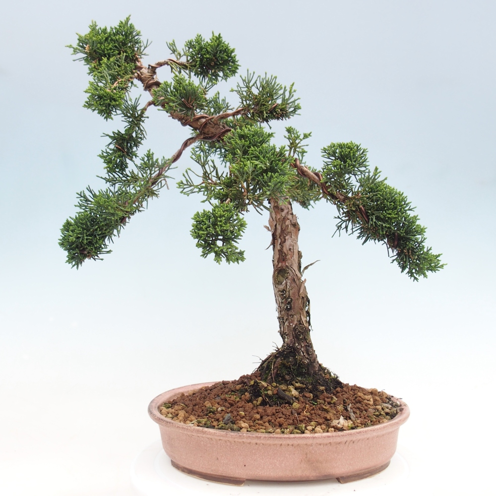 Venkovní bonsai - Juniperus chinensis Kishu -Jalovec čínský
