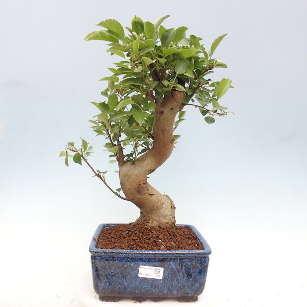 Venkovní bonsai -Malus halliana - Maloplodá jabloň
