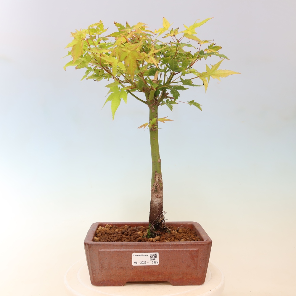 Acer palmatum Aureum - Javor dlanitolistý zlatý