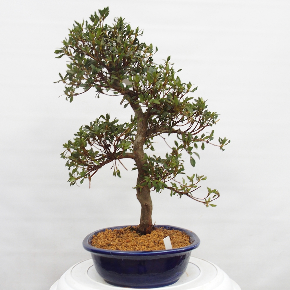 Venkovní bonsai - Japonská azalka - Azalea Chihiro