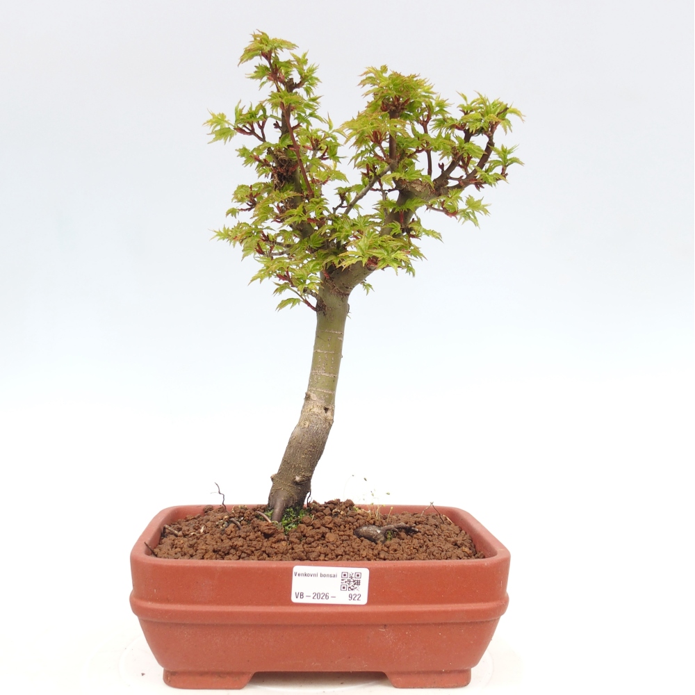 Venkovní bonsai -Javor dlanitolistý Acer palmatum Shishigashira