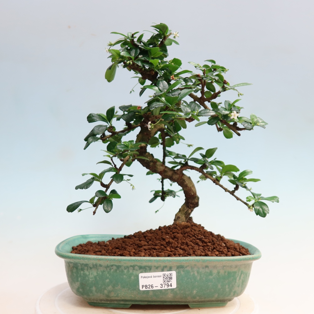 Pokojová bonsai - Carmona macrophylla - Čaj fuki