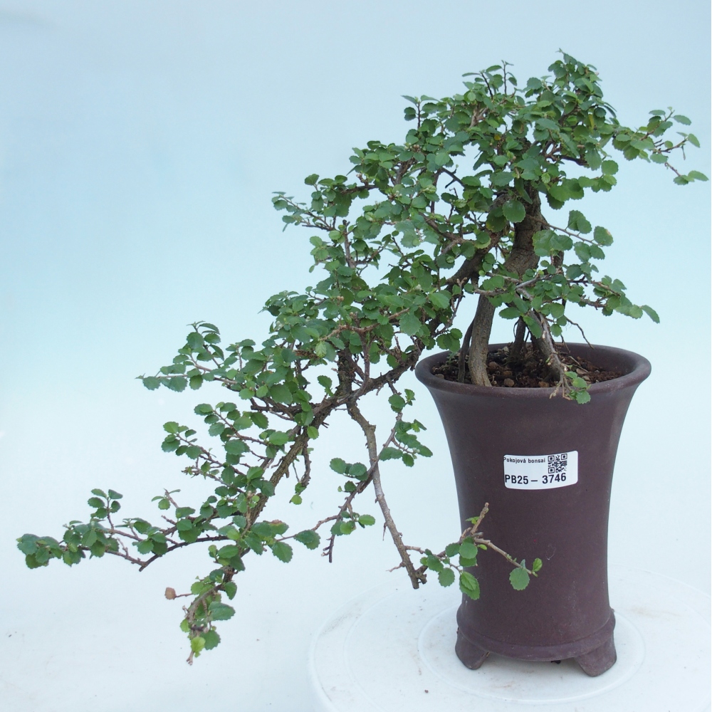 Pokojová bonsai - Grewia sp. - Grewie malolistá