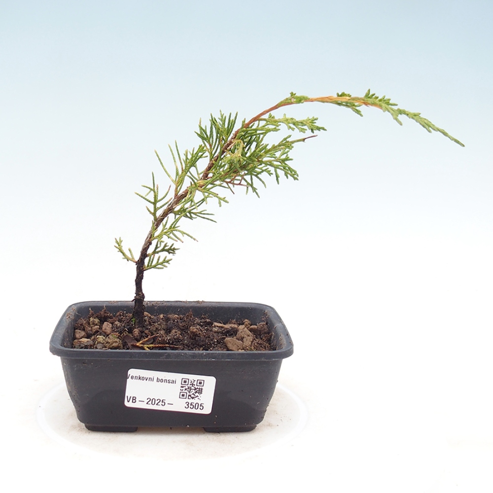 Venkovní bonsai - Juniperus chinensis Itoigawa -Jalovec čínský