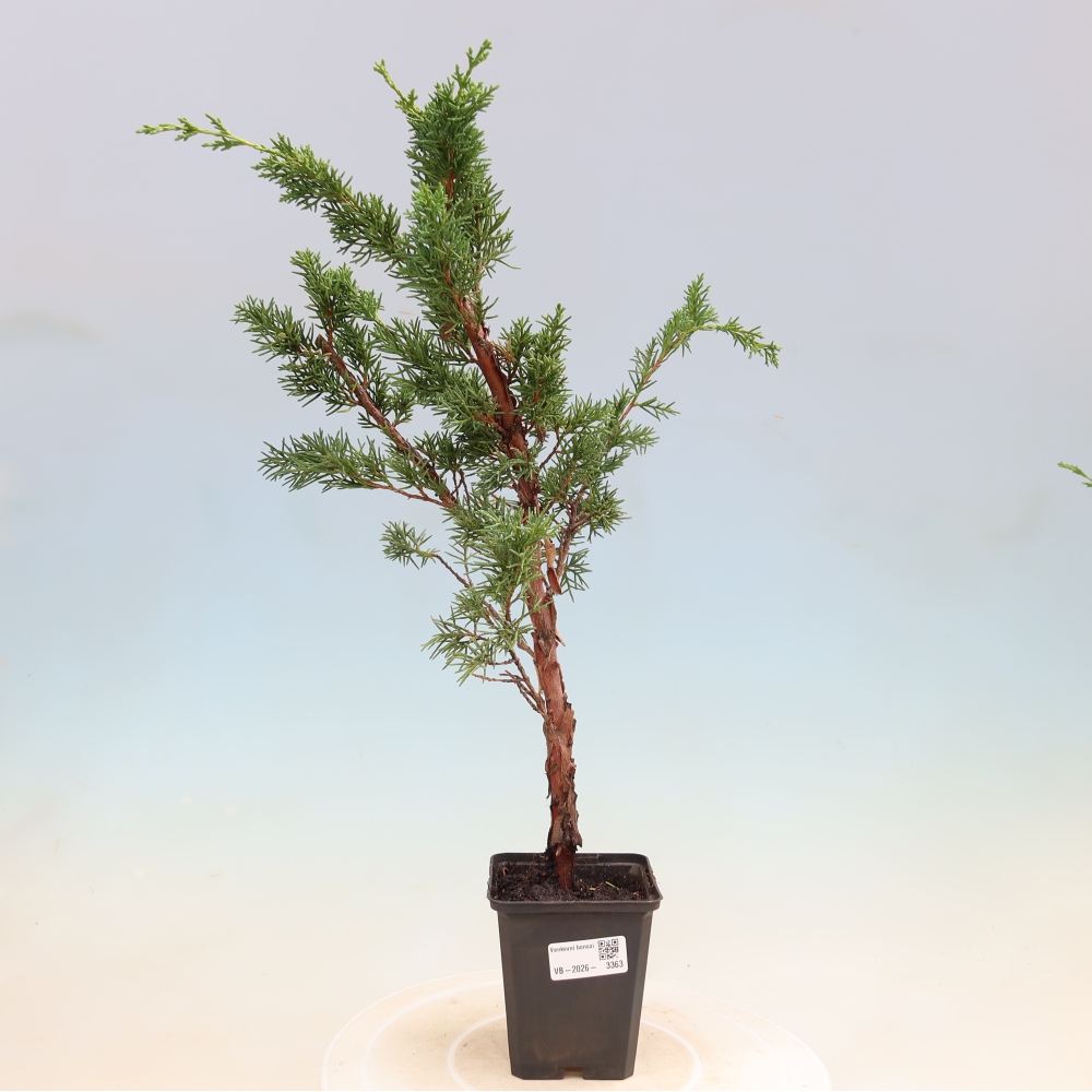 Venkovní bonsai - Juniperus chinensis Kishu -Jalovec čínský