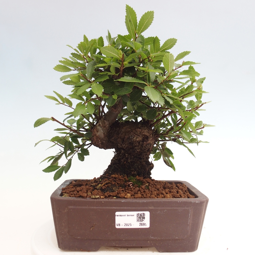 Venkovní bonsai - Zelkova - Zelkova NIRE