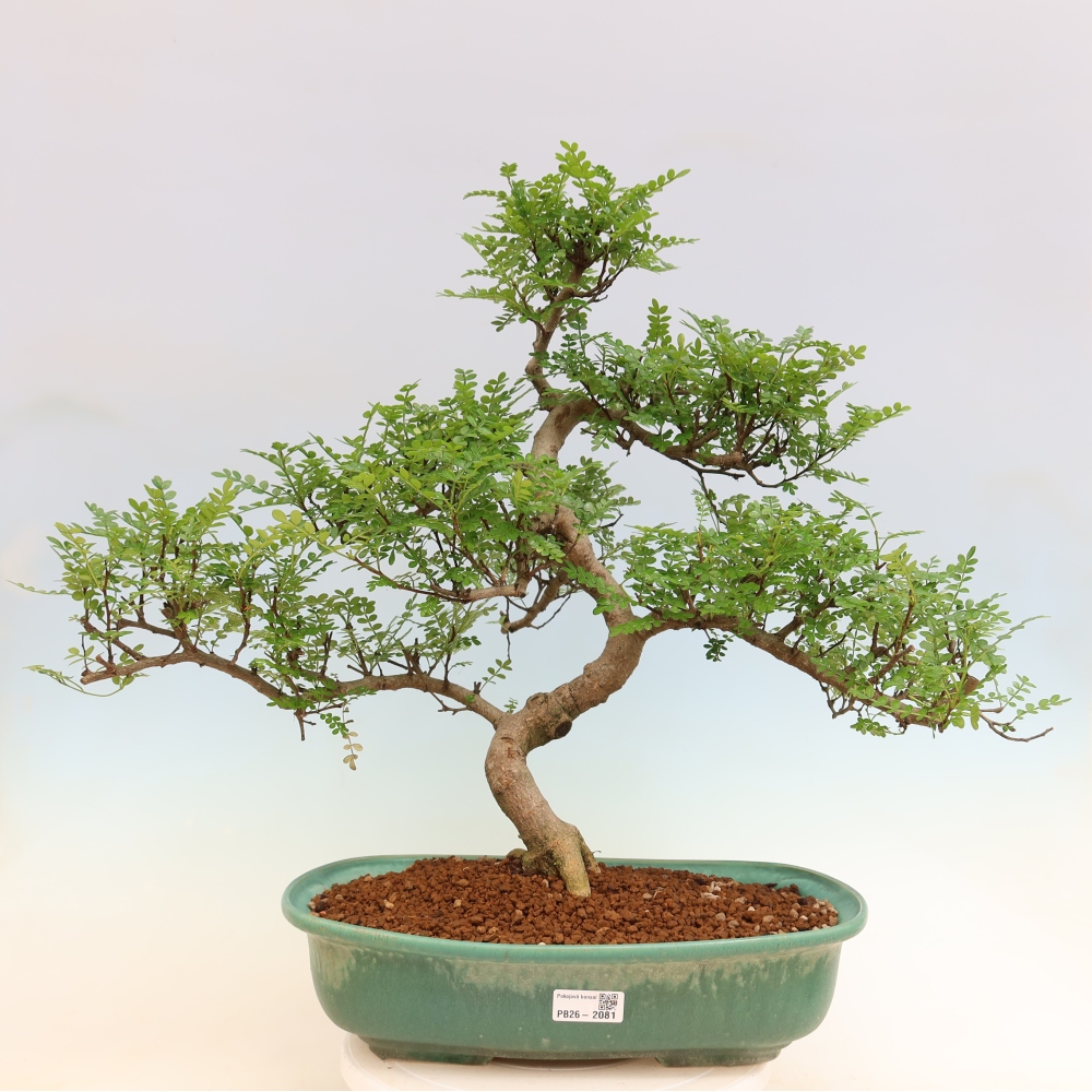 Pokojová bonsai - Zantoxylum piperitum - pepřovník