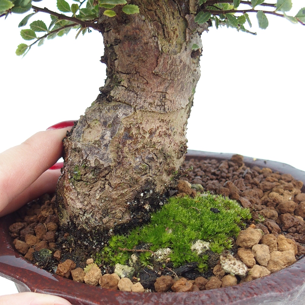 Venkovní bonsai - Ulmus parvifolia Hokkaido - jilm Čínský