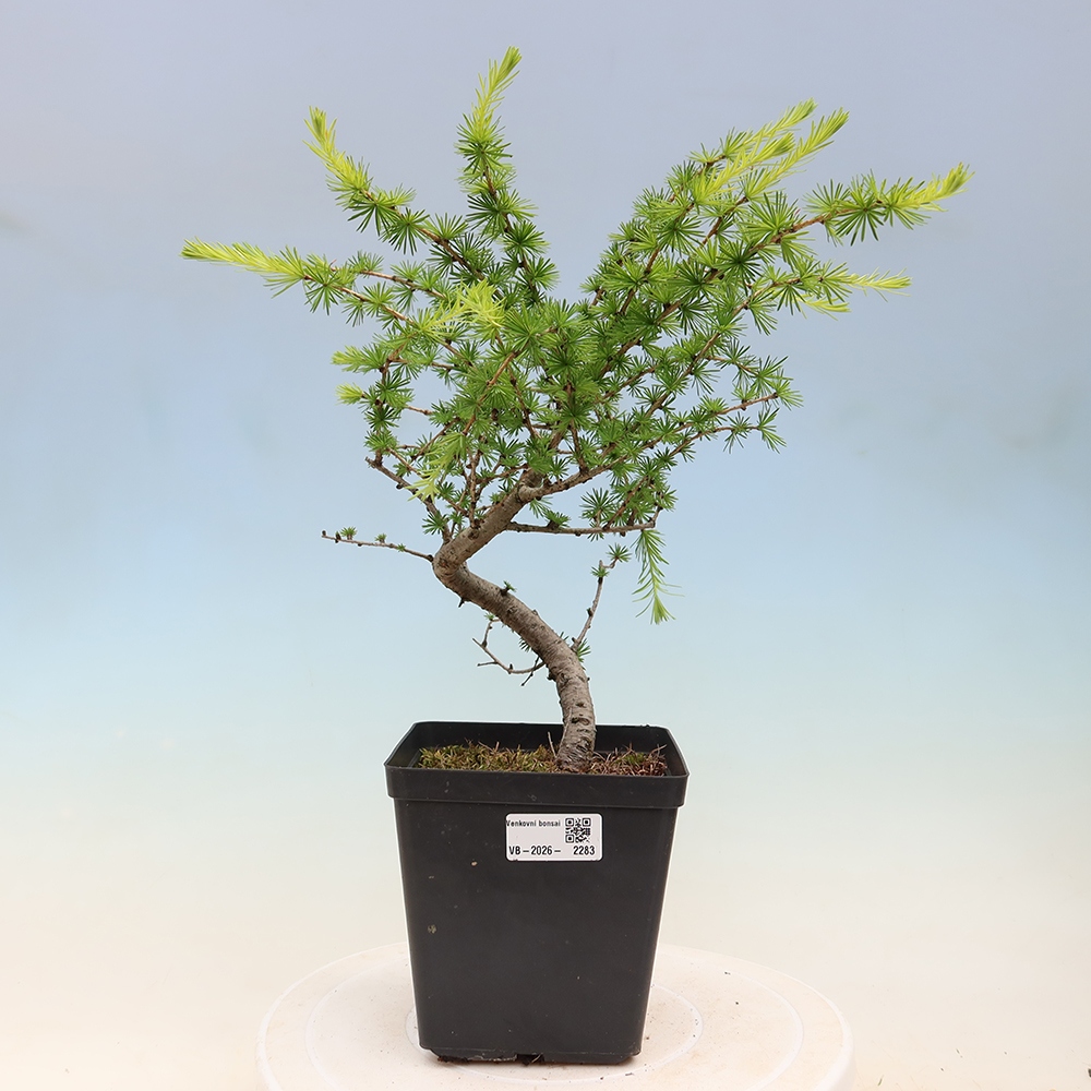 Venkovní bonsai -Larix decidua - Modřín opadavý 