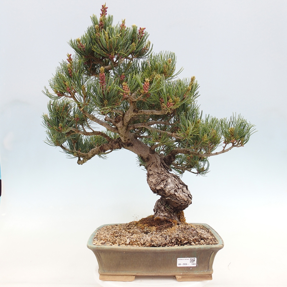 Venkovní bonsai - Pinus parviflora - Borovice drobnokvětá