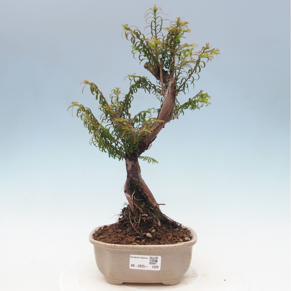 Venkovní bonsai - Metasequoia glyptostroboides - Metasekvoje čínská