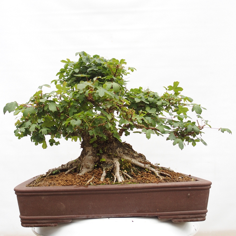 Venkovní bonsai - Javor Francouzský - Acer Nonspessulanum