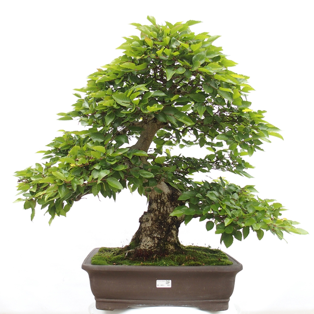 Venkovní bonsai -Carpinus CARPINOIDES - Habr korejský