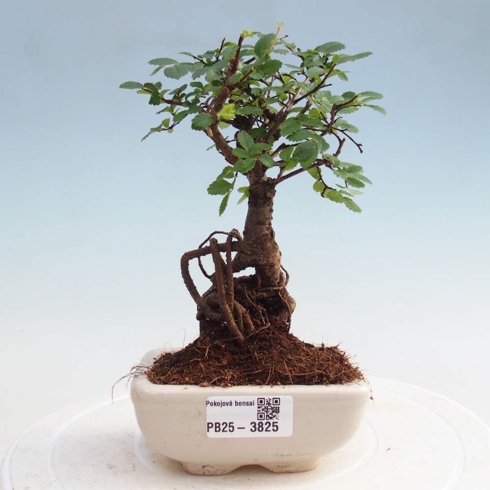 Pokojová bonsai - Ulmus parvifolia - Malolistý jilm