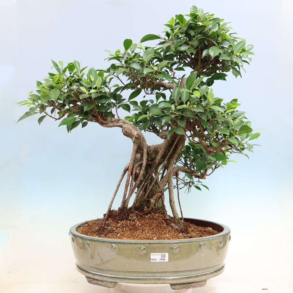 Pokojová bonsai - Ficus kimmen -  malolistý fíkus