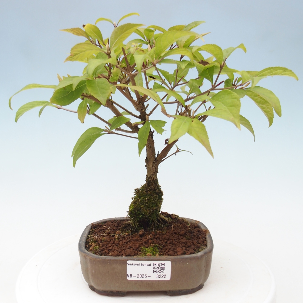 Venkovní bonsai - krásnoplodka - Callicarpa japonica