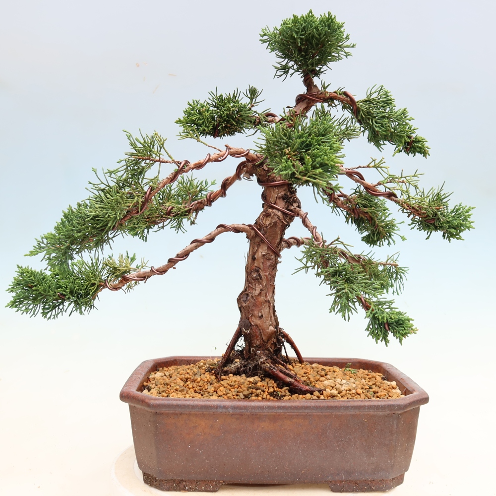 Venkovní bonsai - Juniperus chinensis Kishu -Jalovec čínský