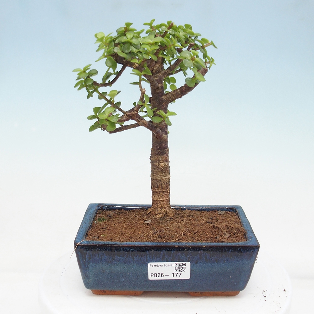 Pokojová bonsai - Portulakaria Afra - Tlustice