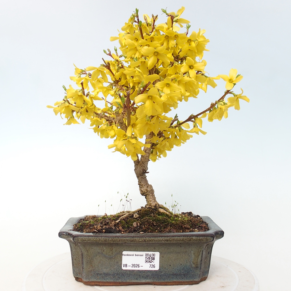 Venkovní bonsai - Zlatice - Forsythia intermedia 