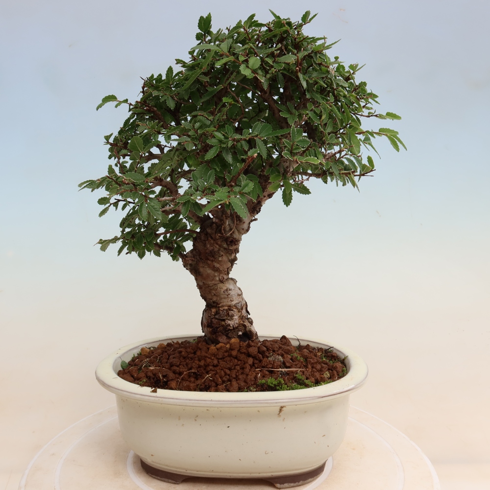 Venkovní bonsai - Zelkova - Zelkova NIRE