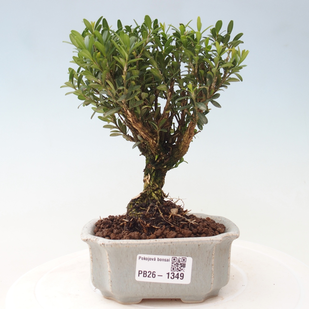 Pokojová bonsai - Buxus harlandii -korkový buxus