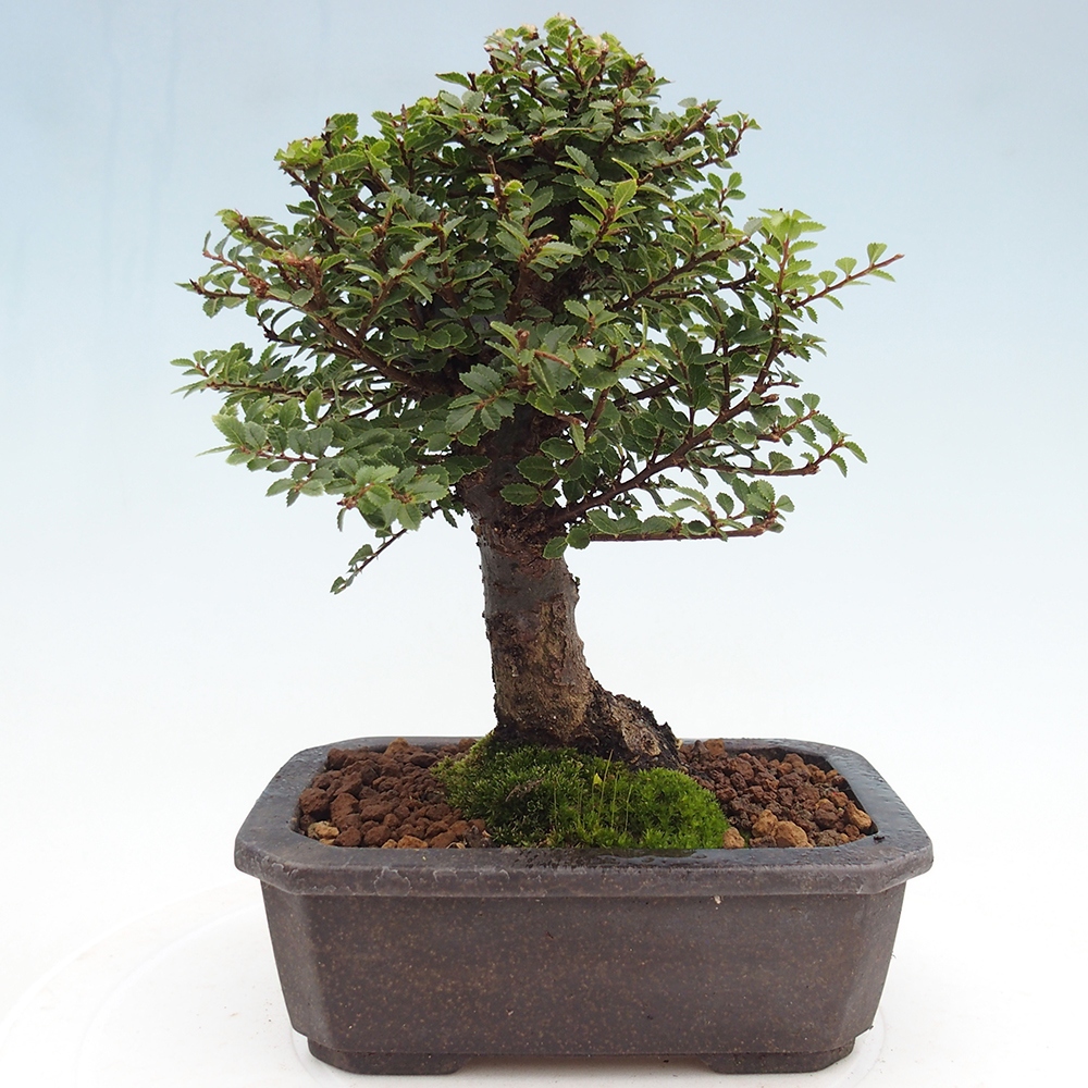 Venkovní bonsai - Ulmus parvifolia Hokkaido - jilm Čínský