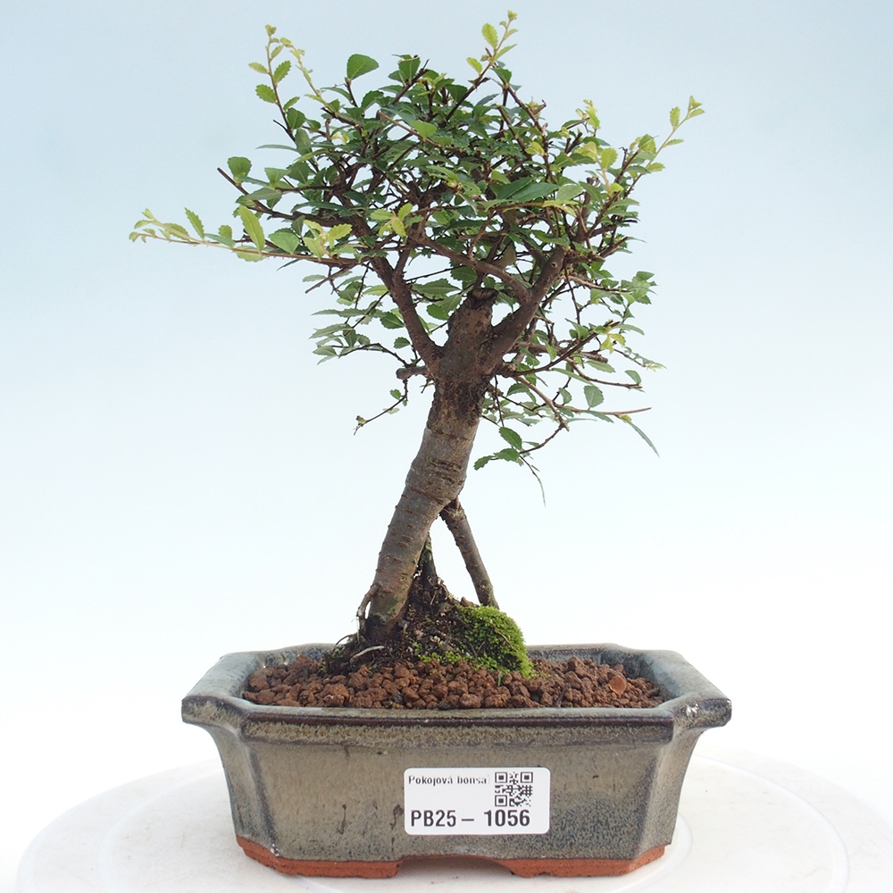 Pokojová bonsai - Ulmus parvifolia - Malolistý jilm