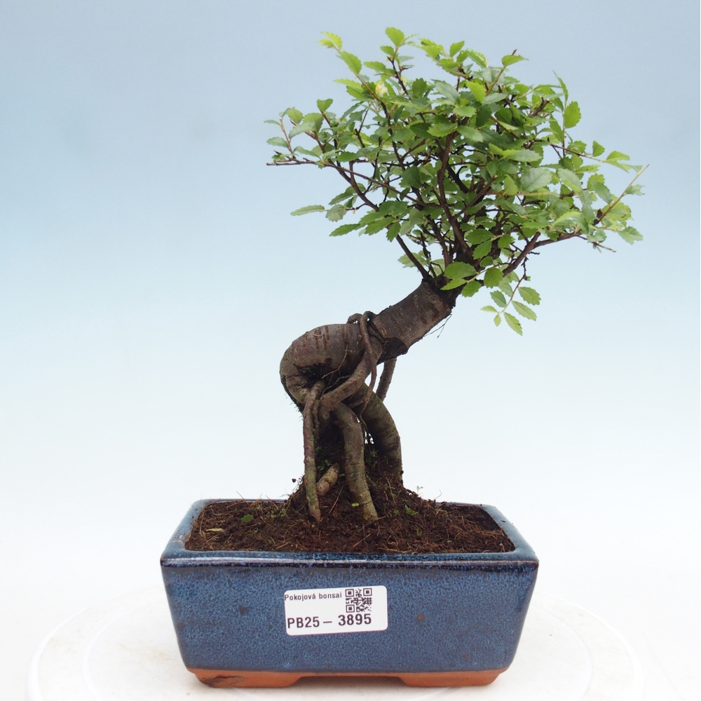 Pokojová bonsai - Ulmus parvifolia - Malolistý jilm