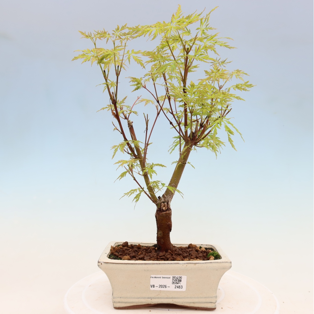 Venkovní bonsai - Acer palmatum Dissectum - Javor dlanitolistý 