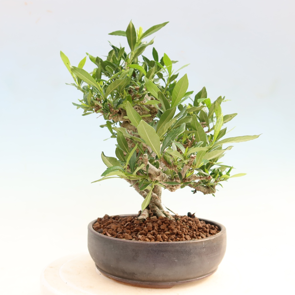 Pokojová bonsai - Gardenia jasminoides-Gardenie