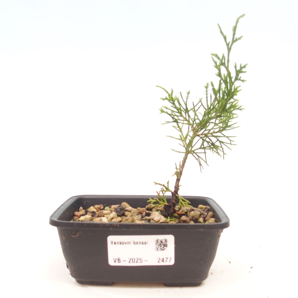 Venkovní bonsai - Juniperus chinensis Itoigawa -Jalovec čínský
