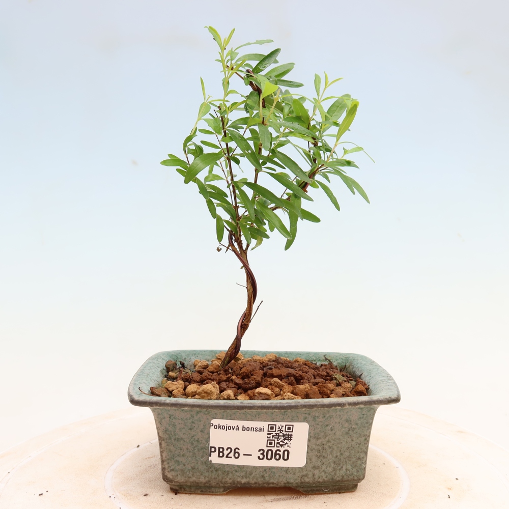 Pokojová bonsai-PUNICA granatum nana-Granátové jablko