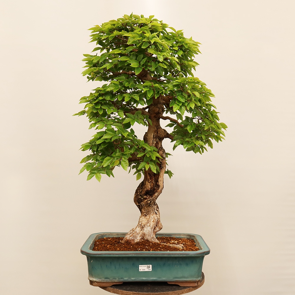 Venkovní bonsai -Carpinus Coreana - Habr korejský
