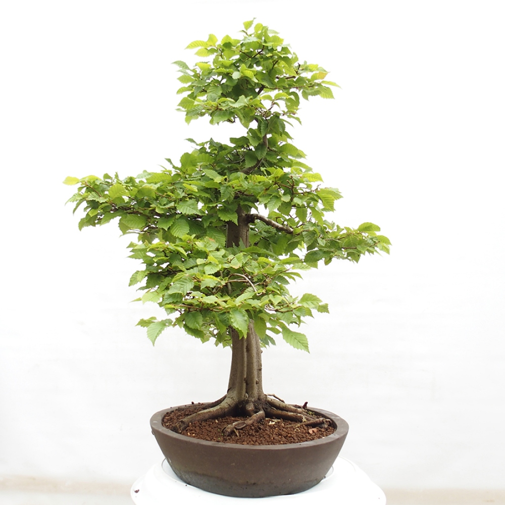 Venkovní bonsai - Habr obecný - Carpinus betulus