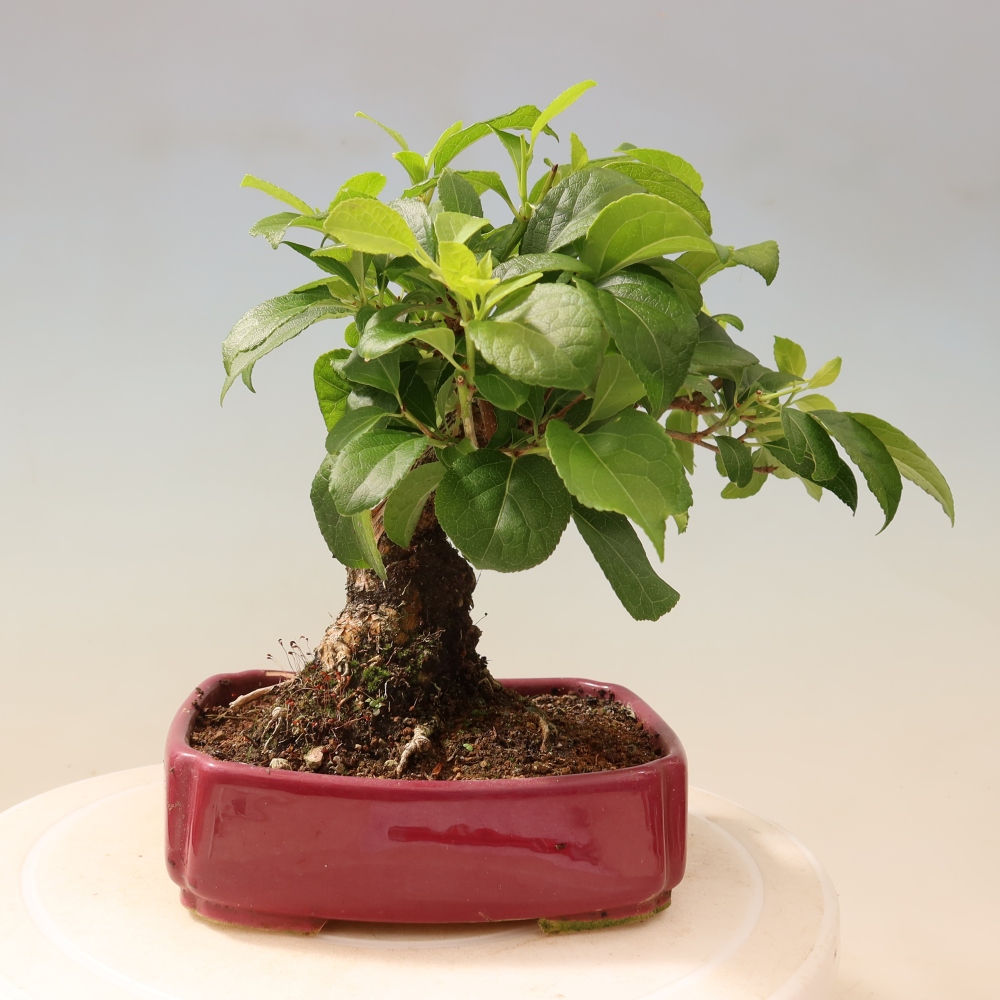 Venkovní bonsai - Celastrus  orbiculatus - Jesenec okrouhlolistý