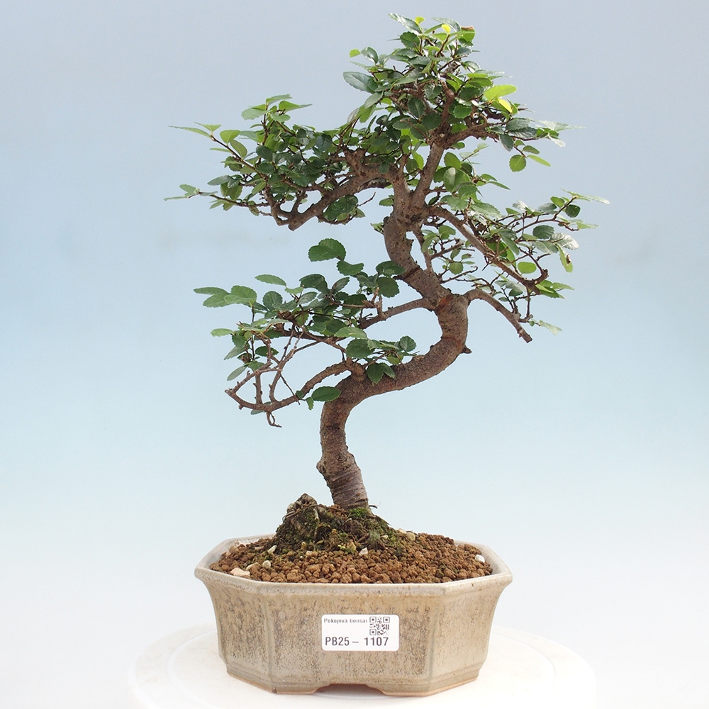 Pokojová bonsai - Ulmus parvifolia - Malolistý jilm