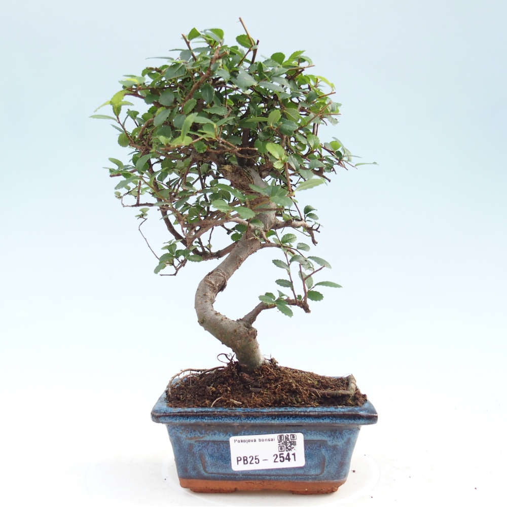 Pokojová bonsai - Ulmus parvifolia - Malolistý jilm