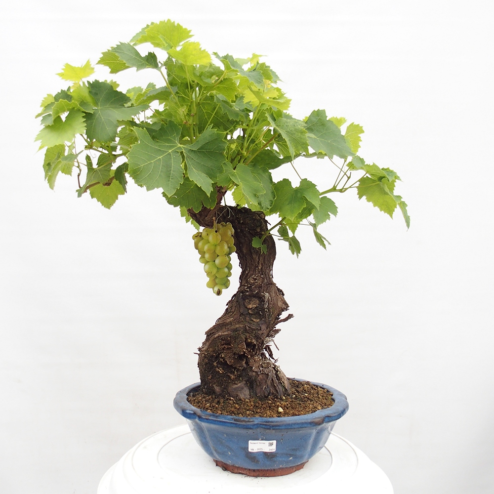 Venkovní bonsai - Vitis vinnifera MUSKAT ITALIA  - Vinná réva