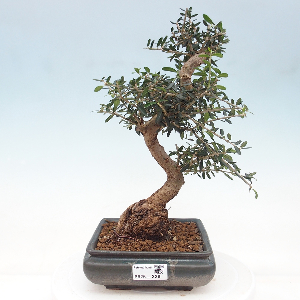 Pokojová bonsai - Olea europaea sylvestris -Oliva evropská drobnolistá