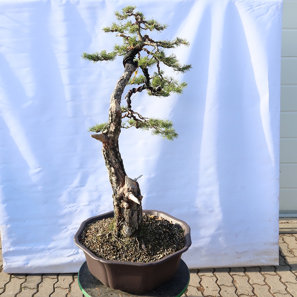 Pinus sylvestris Španělsko - borovice lesní