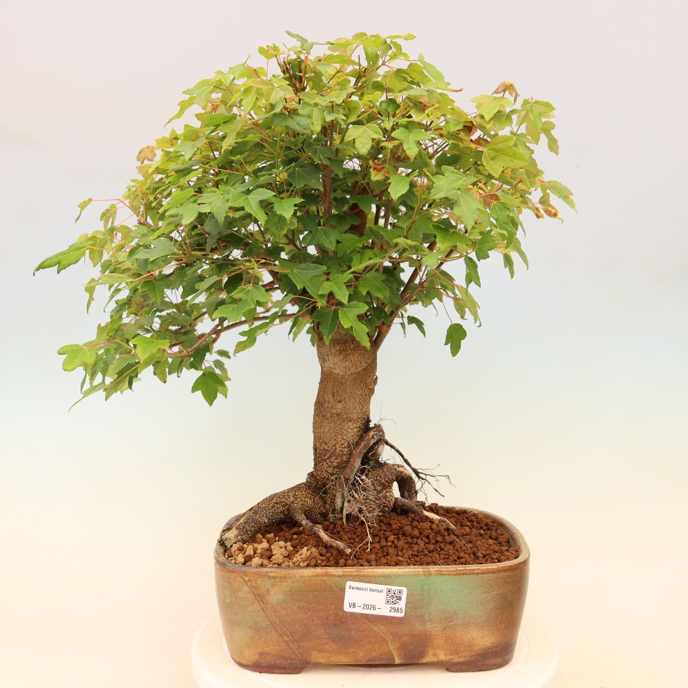 Venkovní bonsai - Javor Burgerův - Acer Burgerianum 