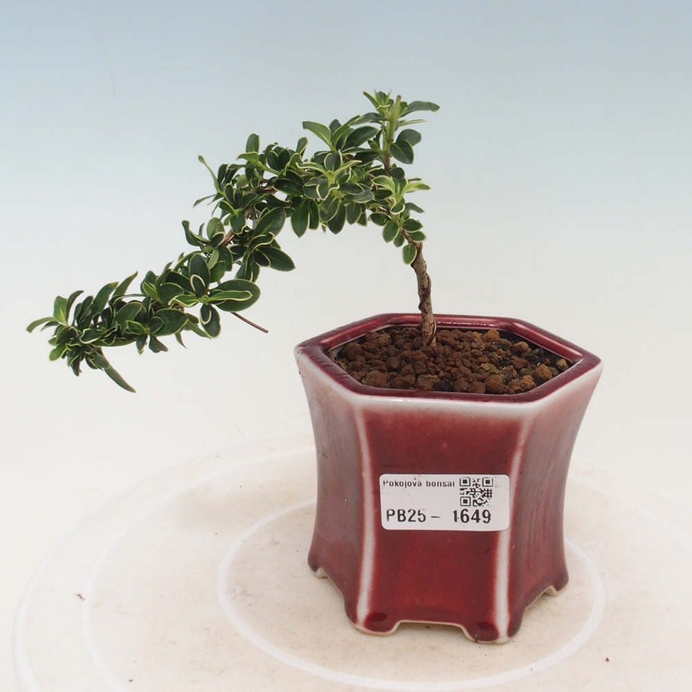 Pokojová bonsai - Serissa foetida Variegata - Strom tisíce hvězd