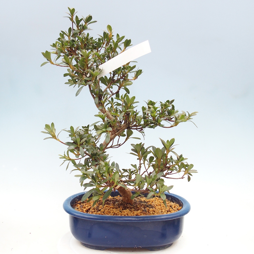 Venkovní bonsai - Japonská azalka - Azalea Reiko