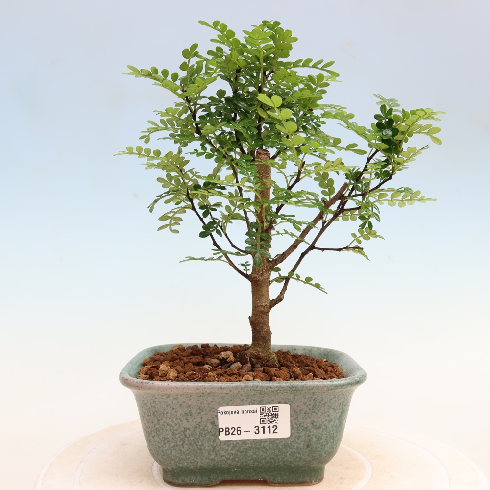 Pokojová bonsai - Zantoxylum piperitum - Pepřovník