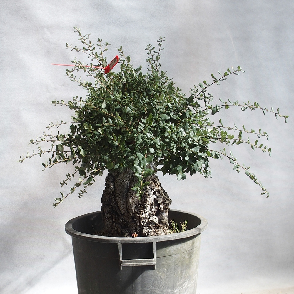 venkovní bonsai Quercus suber - Korkový dub